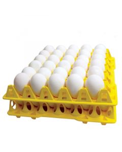 Eggs | Large